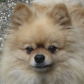 Original photo of a Pomeranian