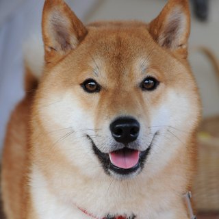Original photo of a Shiba Inu